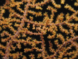 Pygmy Seahorse - Lembeh Straits, Indonesia by Eugene Lim 